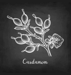 Cardamom Branch Chalk Sketch