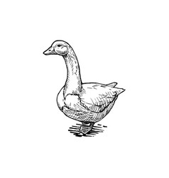 Goose Vector Images (over 16,000)