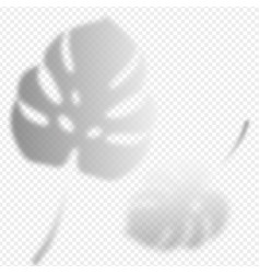 Monstera Leaves Shadow Overlay On Transparent