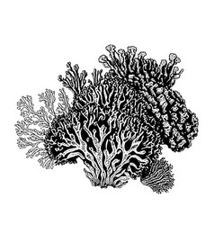 Corals Hand Drawn