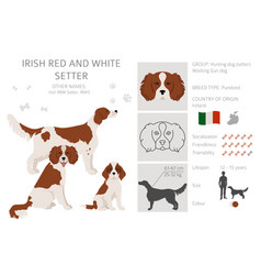 Irish Red And White Setter Clipart Different