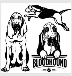 Bloodhound Dog - Set Isolated