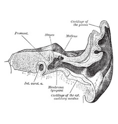 Auditory Canal And Tympanum Vintage