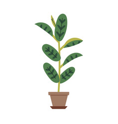 Potted Leaf Plant High Tall Houseplant Growing