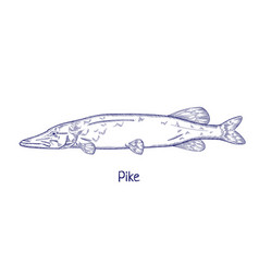 Pike Contoured Outlined Vintage Drawing Engraved