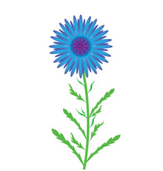 Blue Cornflower Flower On A White Background