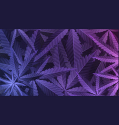 Purple Leafs Cannabis Plant Wallpaper