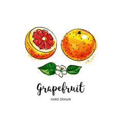 Grapefruit Fruit Drawing Watercolor Grapefruits