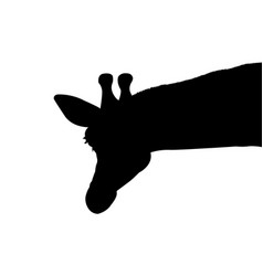 Giraffe Silhouette