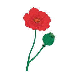 Poppy Flower Red Opium Plant