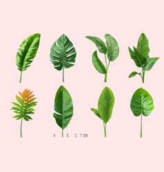 Tropical Different Type Exotic Leaves Set Jungle