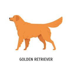 Golden Retriever Gorgeous Hunting Dog Or Gundog