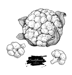 Cauliflower Vector Images (over 2,700)