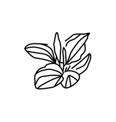 Plantain Plant Color Line Icon Pictogram For Web