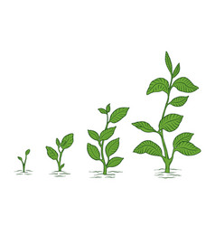 Plant Growth Stage Animation Of The Development