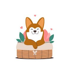 Dog Husky In A Wicker Basket