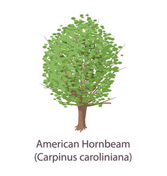 American Hornbeam Icon Flat Style