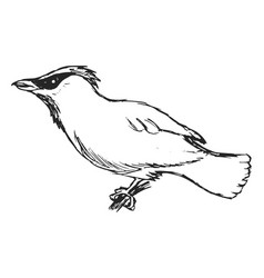 Sketch Waxwing