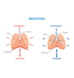 Respiratory system human anatomy airways Vector Image