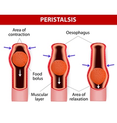 Peristalsis Involuntary Wavelike Muscular Contrac