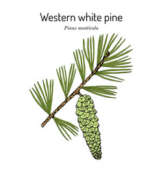 Western White Pine Pinus Monticola State Tree