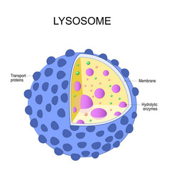 Lysosome Anatomy