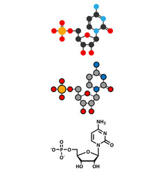 Cytidine Monophosphate Cmp Cytidylate Rna