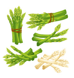 Asparagus Green White Food Set Cartoon