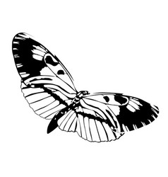 Butterfly Black And White Isolated On White