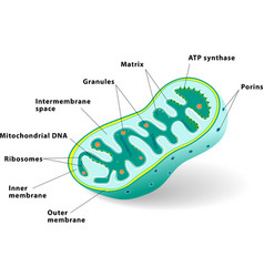 Mitochondrion