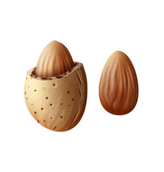 Two Almond Nuts