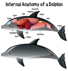 Internal Anatomy A Dolphin With Label