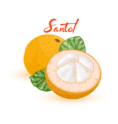 Cartoon Ripe Santol Fruit