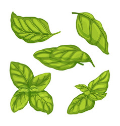 Basil Leaf Green Herb Set Cartoon