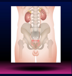 Urinary System Male