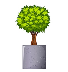 A Green Plant And The Concrete Gray Pot