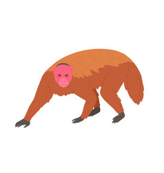 Bald Uakari Or Monkey With Bare Crimson Face