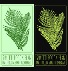 Drawing Shuttlecock Fern Hand Drawn