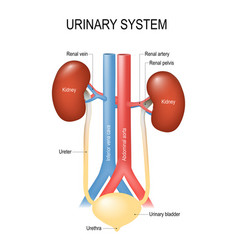 Urinary System Anatomy