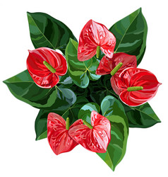 Anthurium Or Flamingo Flowers Top View