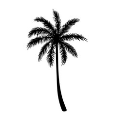 Black Silhouette Of Palm Tree Isolated On White