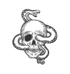 Skull with snake Royalty Free Vector Image - VectorStock