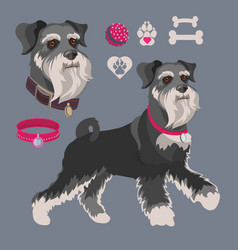 Dog Breed Schnauzer Cute Schnauzer Clipart