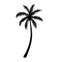 Black Silhouette Of Palm Tree Isolated On White