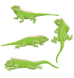 Drawing Green Iguana