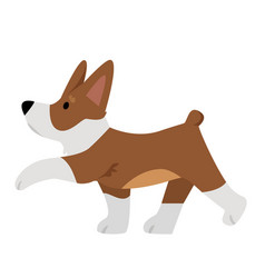 Corgi Dog Breed