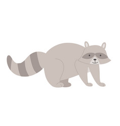 Forest Raccoon Animal