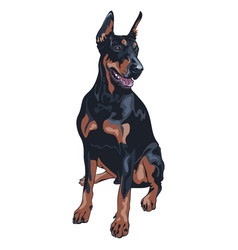 Dog Doberman Pinscher Breed