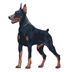 Dog Doberman Pinscher Breed