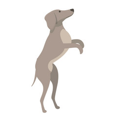 Jump Greyhound Icon Cartoon Dog Animal